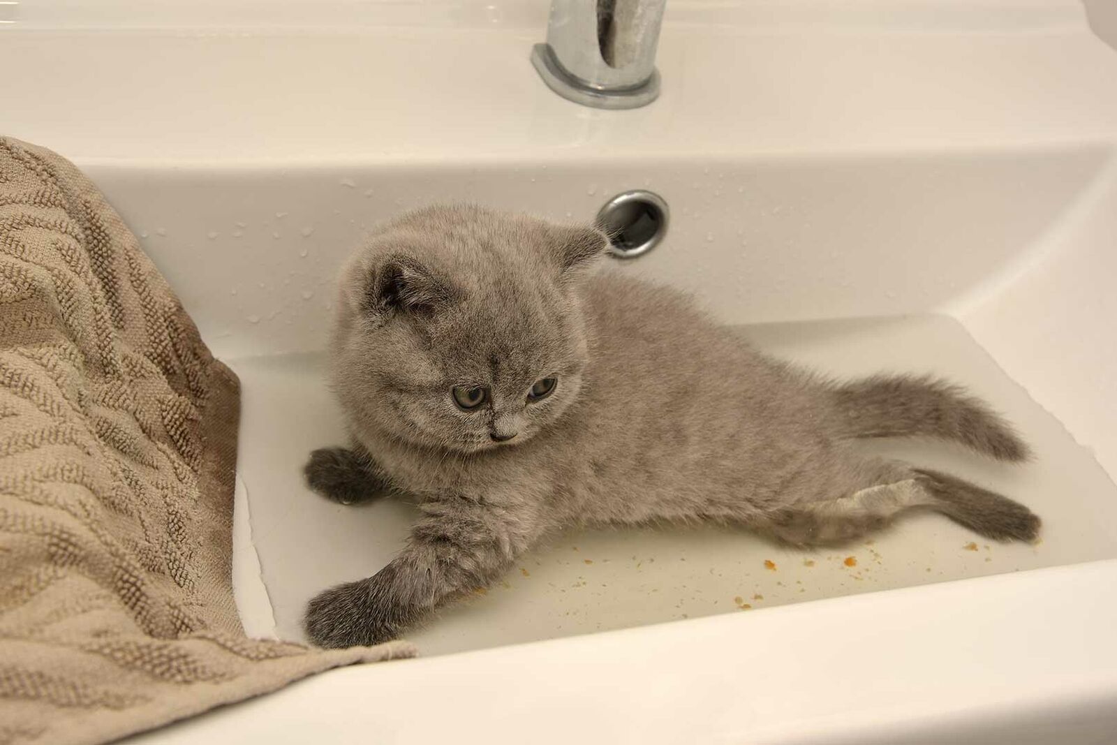 Ein Kitten wird in einem Waschbecken mit wenig Wasser gebadet.