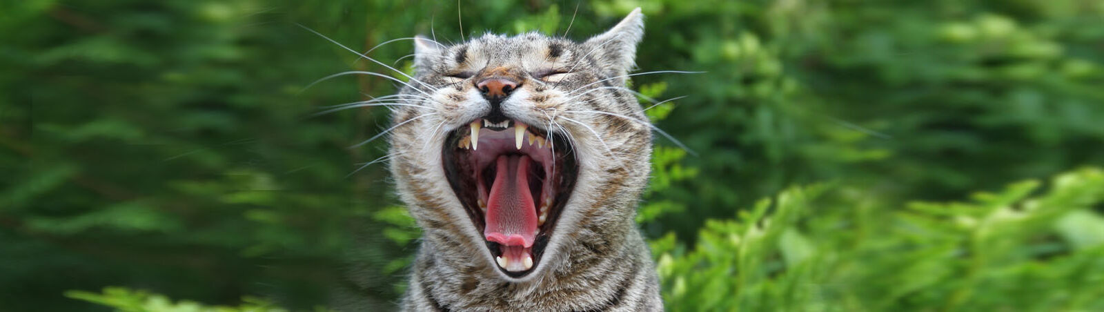 Gähnende Katze mit gut sichtbaren Zähnen