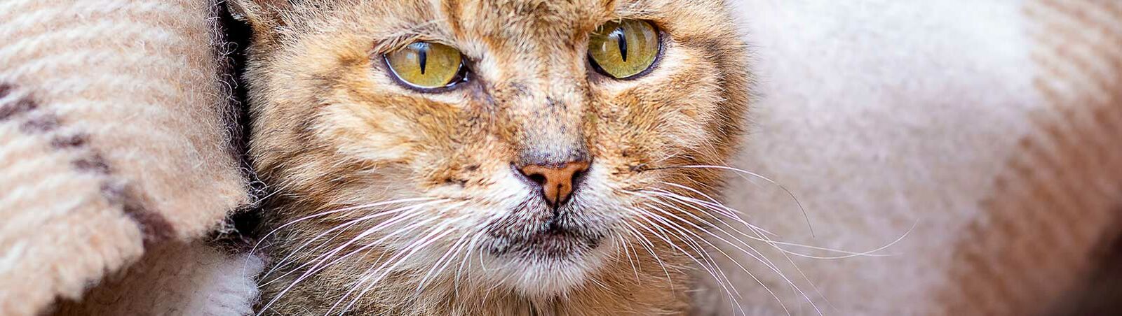 Eine alte Katze liegt in eine Wolldecke gewickelt da.