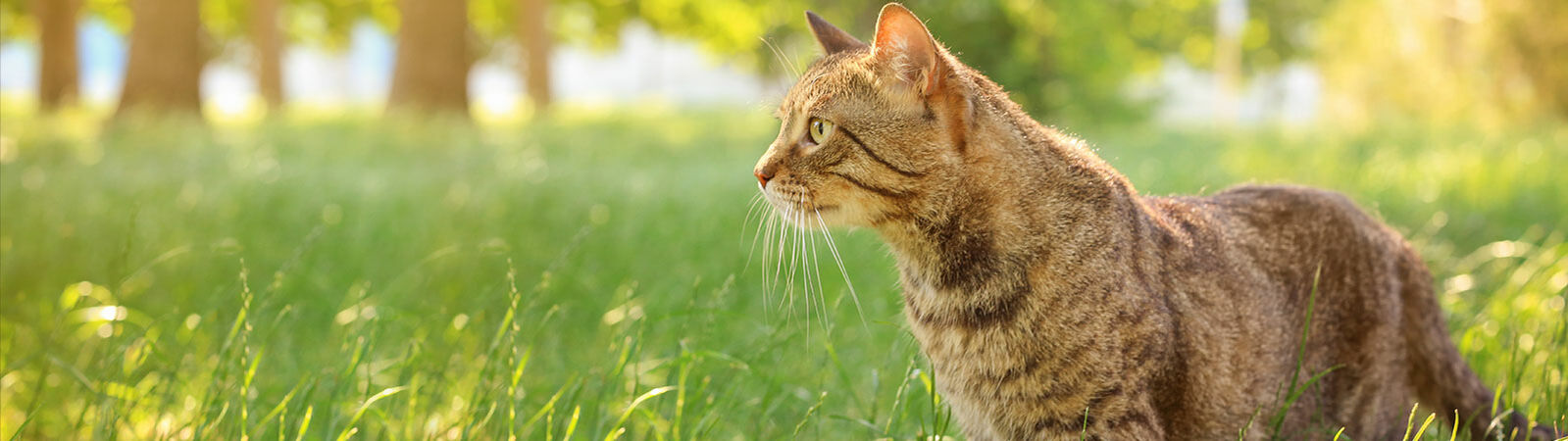 Eine Katze steht auf einer, von der Sonnen erleuchteten Wiese und schaut in Richtung Ferne.