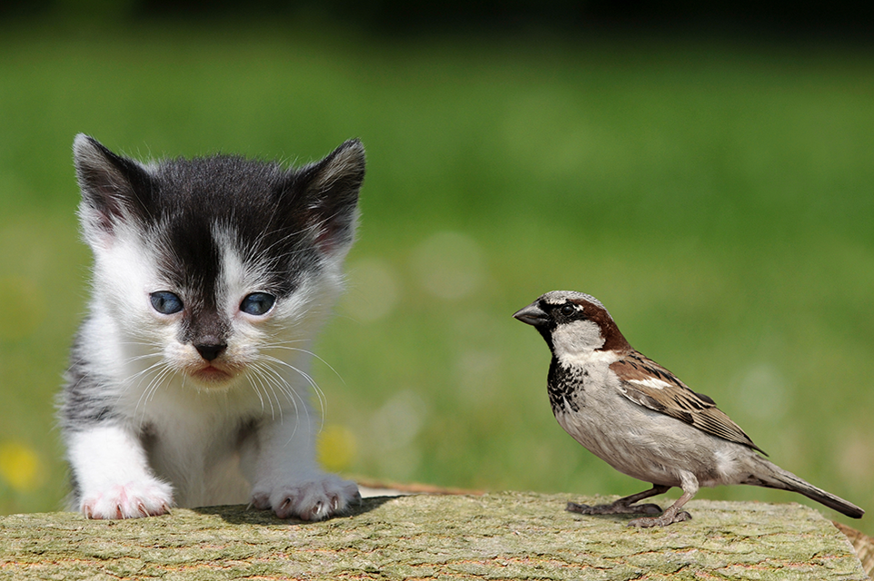 Ein Kitten stützt sich auf ein Stück Holz, auf dem ein Sperling sitzt.