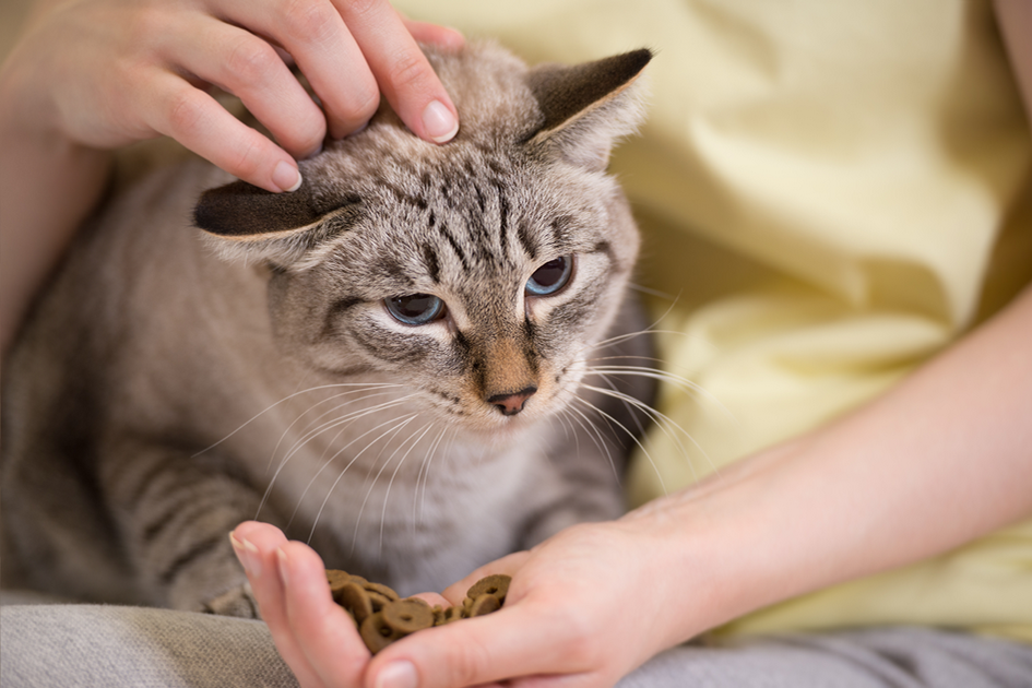 Die Haut unserer Katzen – das steckt unter dem Fell