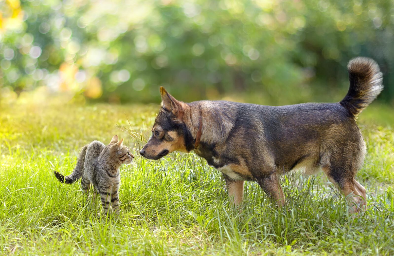 Katze und Hund beschnuppern sich.