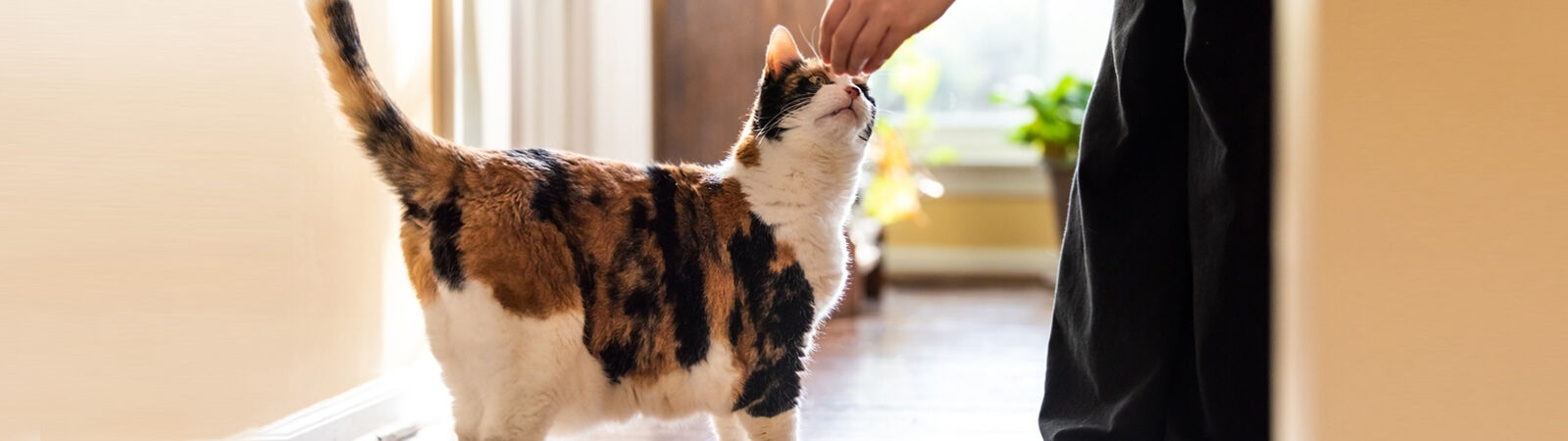 Eine Katze schnuppert an einem Leckerli.