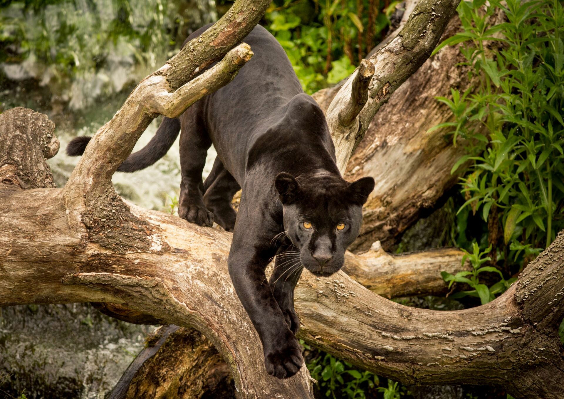 Ein Panther schleicht auf einem Baumstamm entlang.