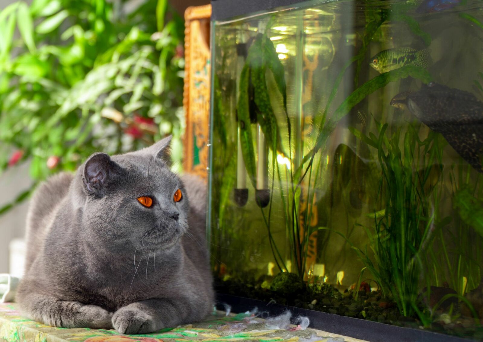 Eine graue Katze beobachtet Fische in einem Aquarium.