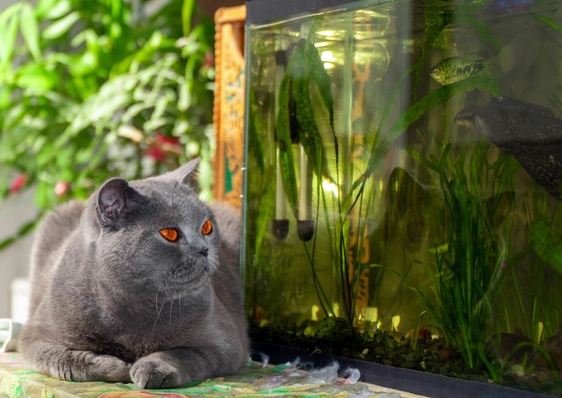 Eine graue Katze beobachtet Fische in einem Aquarium.