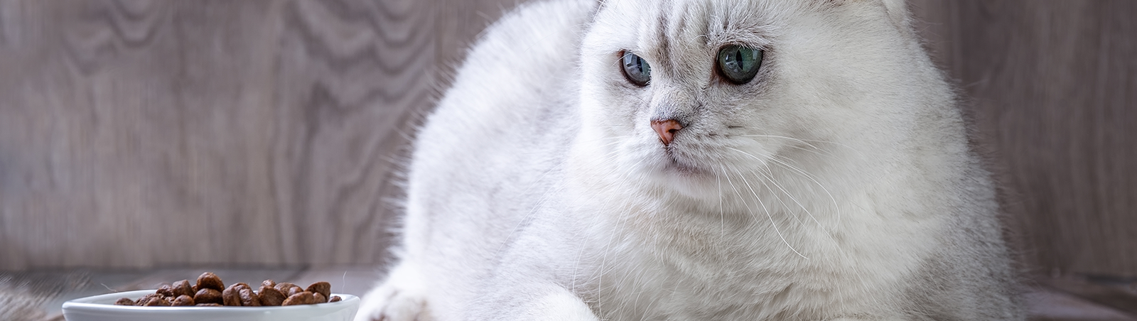 Eine große weiße Katze liegt vor einem Futternapf.