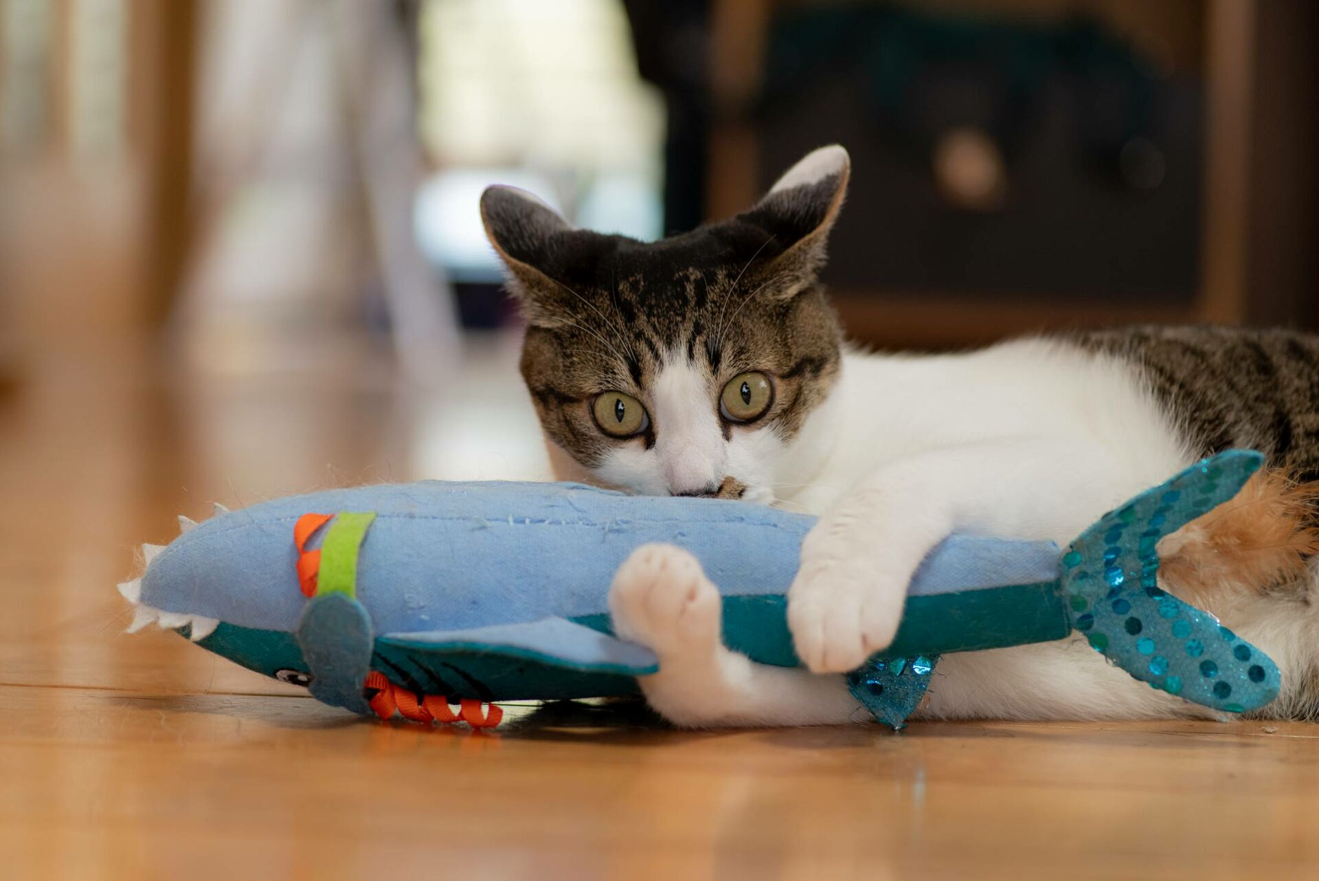 Katzen setzen ihre Zähne instinktiv zum Festhalten ein