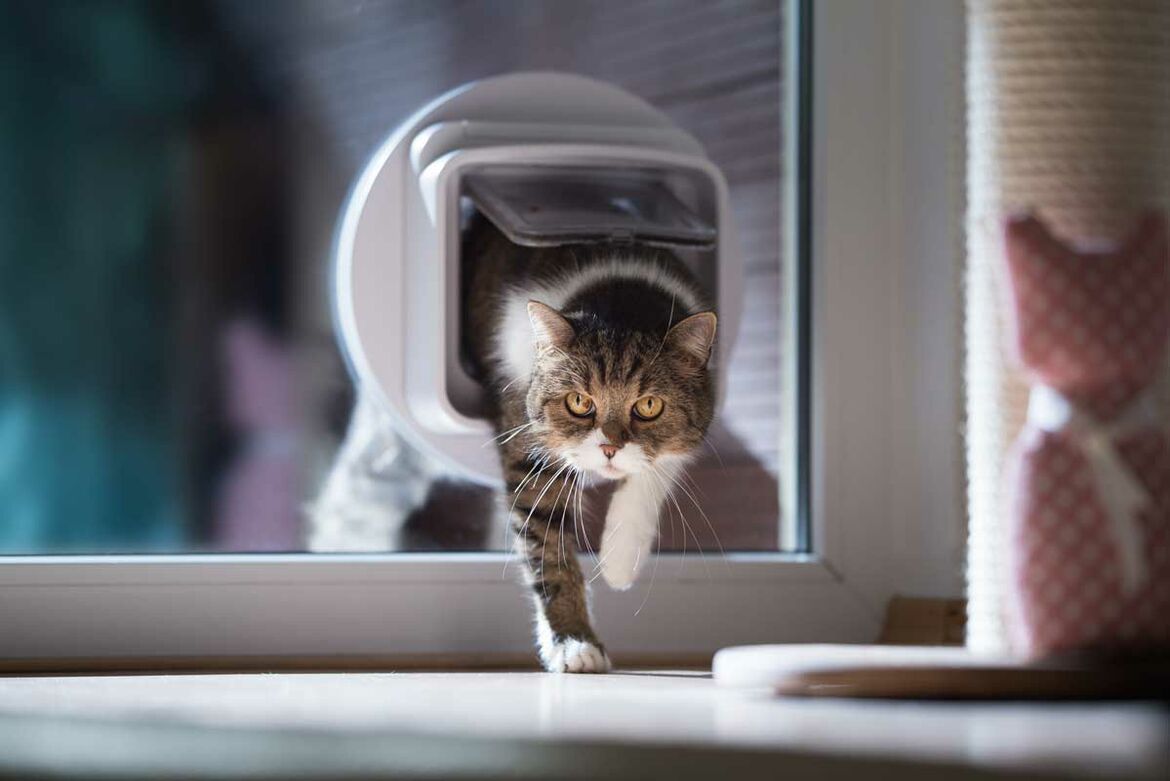 Katze betritt das Haus durch Katzenklappe.