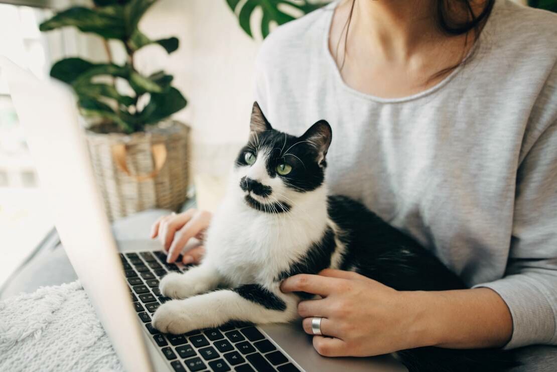 Frau sitzt mit Katze auf dem Schoß vor Laptop