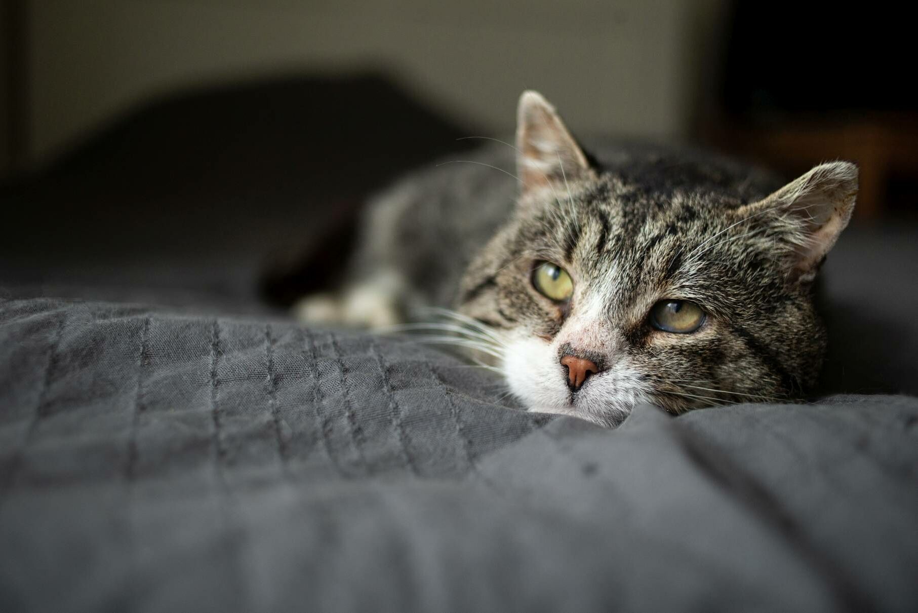 Katzensenioren und ihre Krankheiten
