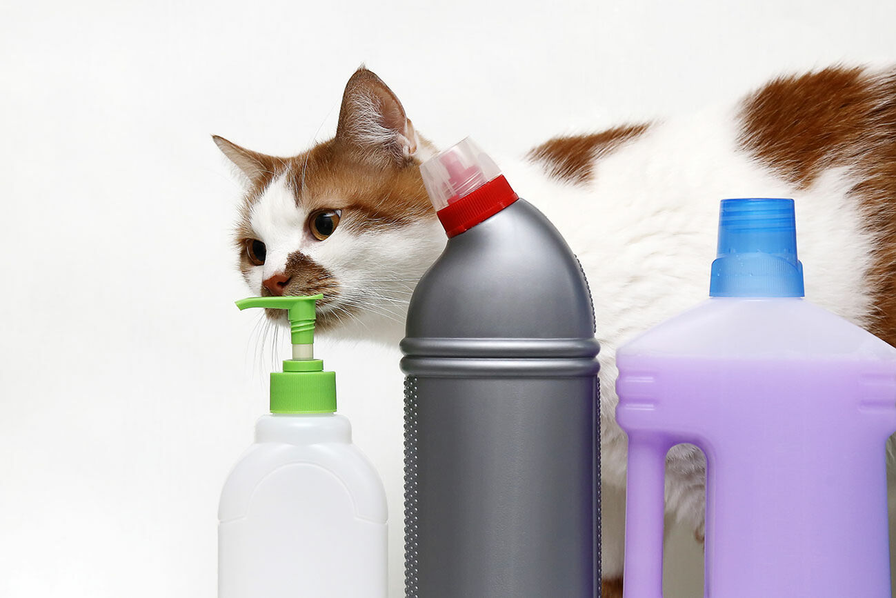 Katze schnuppert an Reinigungsmitteln.