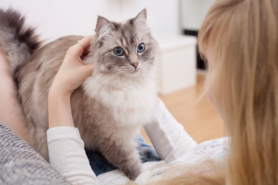 Eine Katze sitzt auf dem Bauch einer Frau