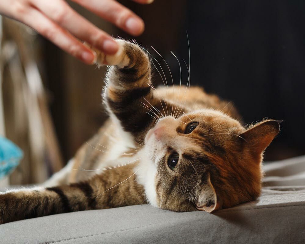 Katzensprache? Warum wir immer nur glauben, unser Haustier wirklich zu verstehen