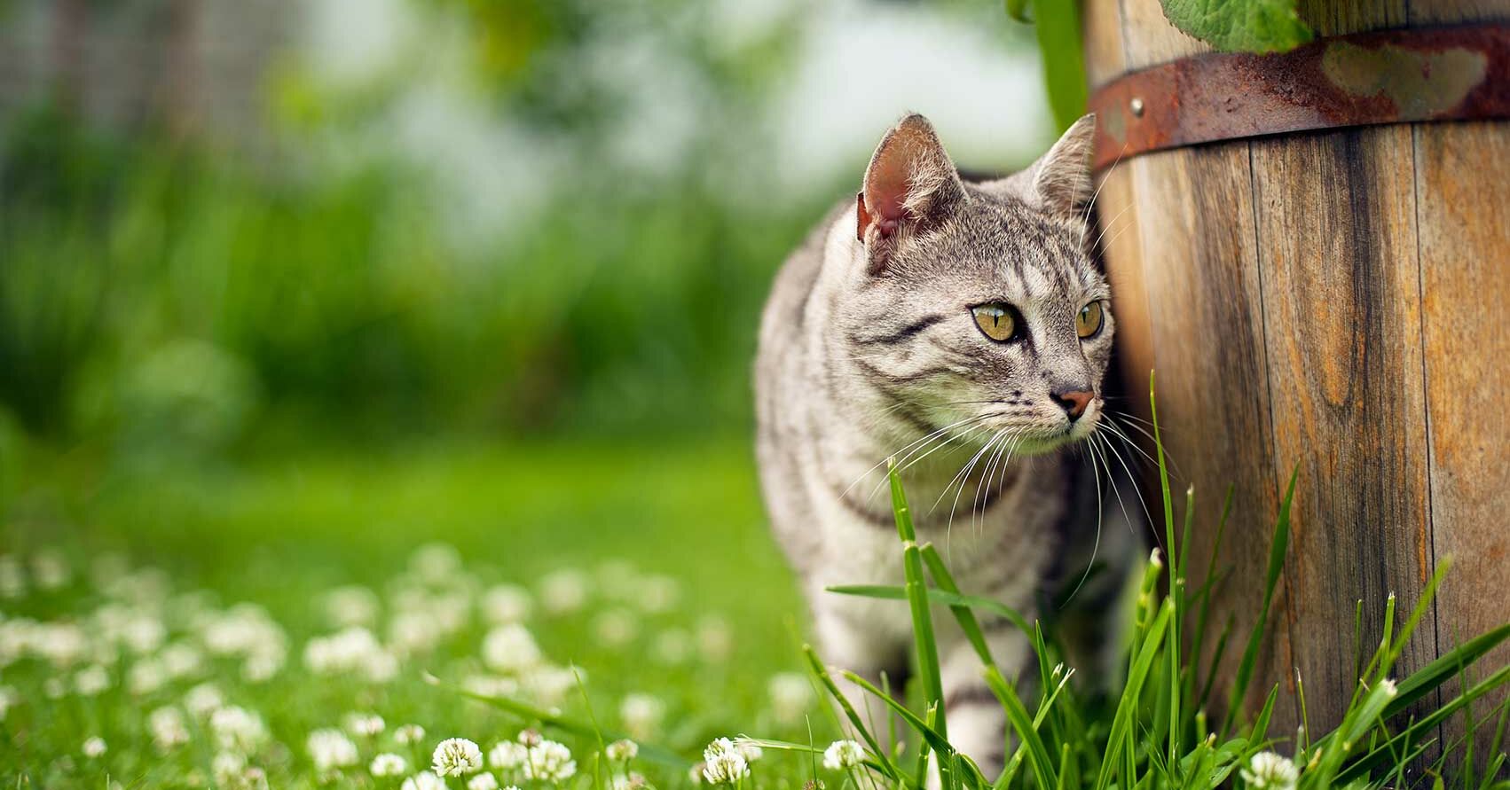 Garten katzensicher machen aber wie? Miamor
