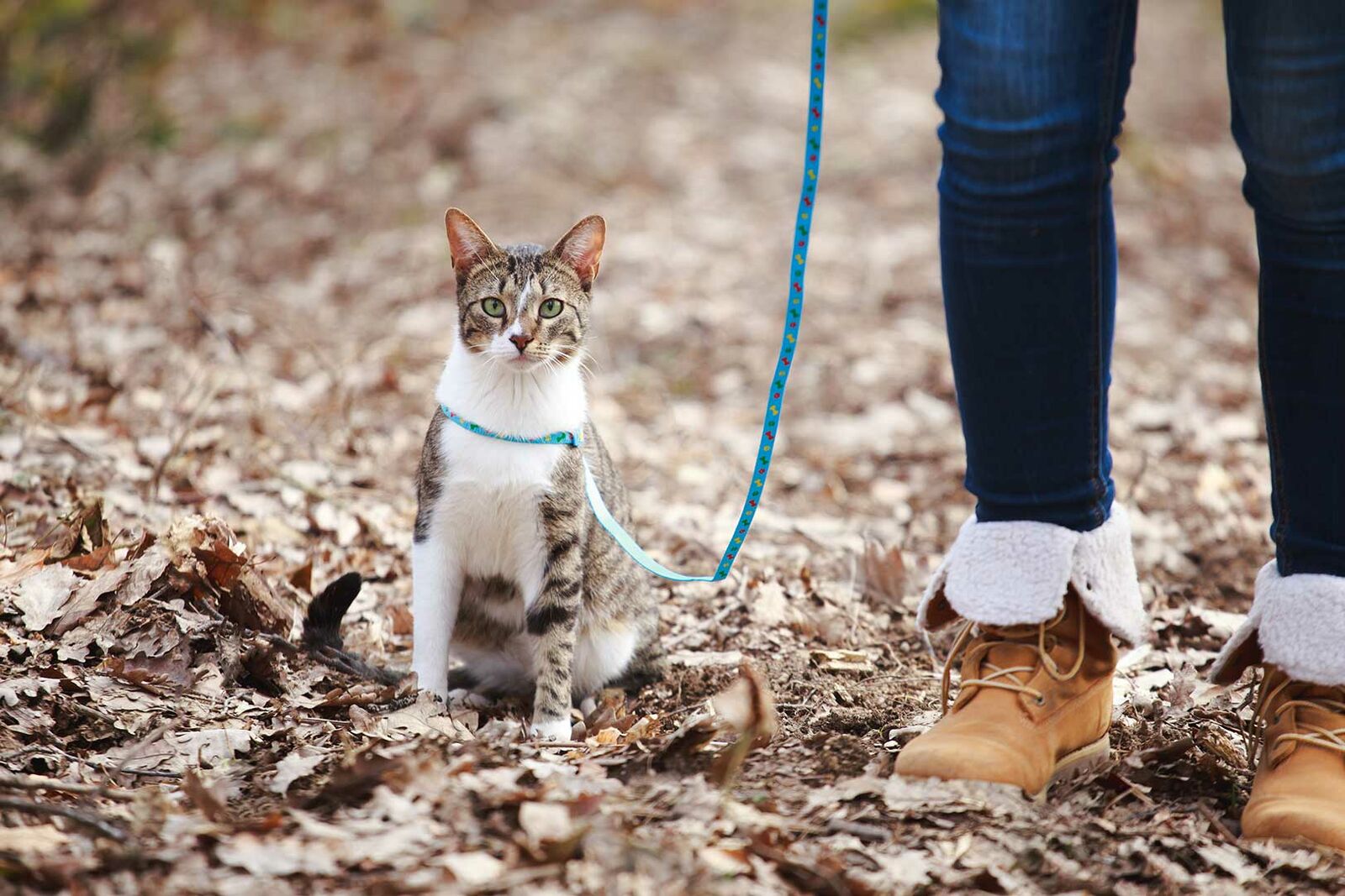 Katze an der Leine – geht das?