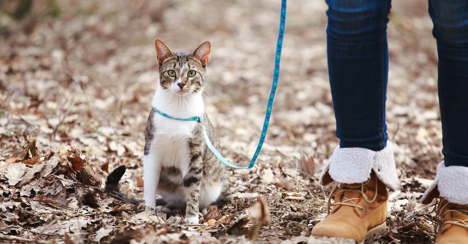 Katze an die Leine zum Spazierengehen? Miamor
