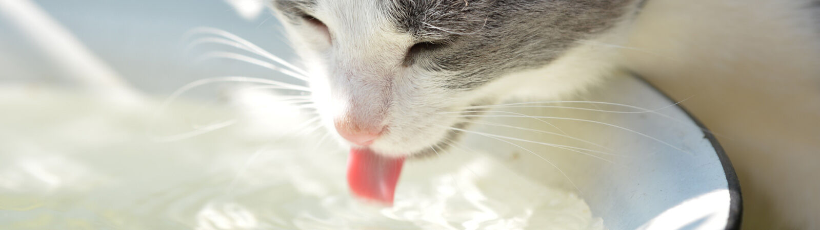 Eine Katze trinkt aus einem Wassernapf.