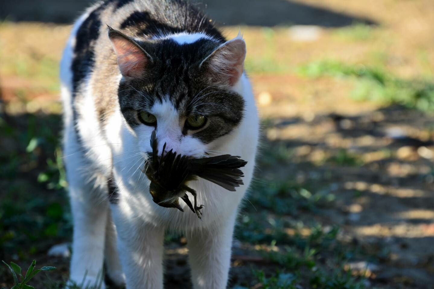 Katze trägt einen erbeuteten Vogel im Maul