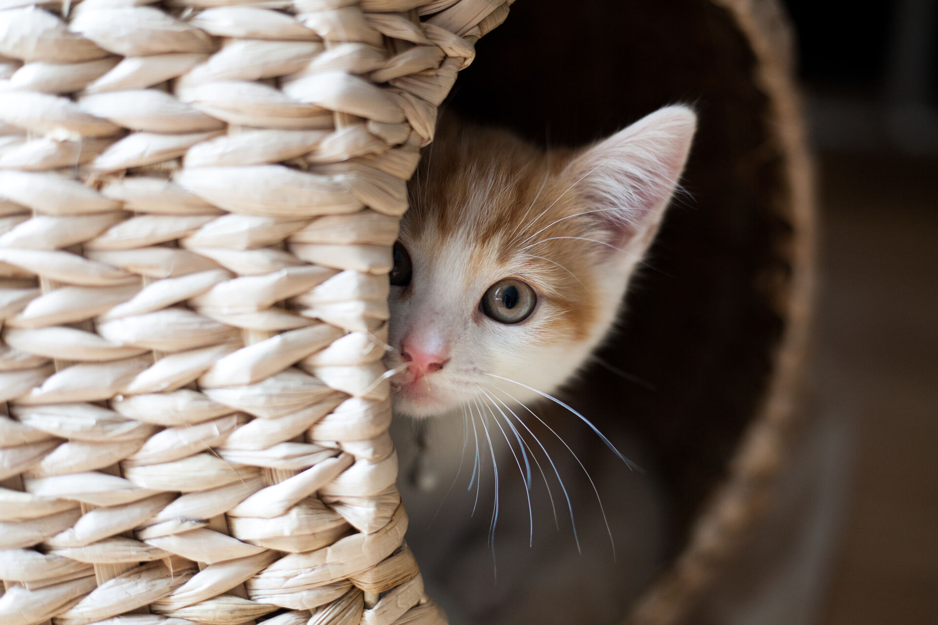 Eine junge Katze schaut scheu aus einem Körbchen hervor.