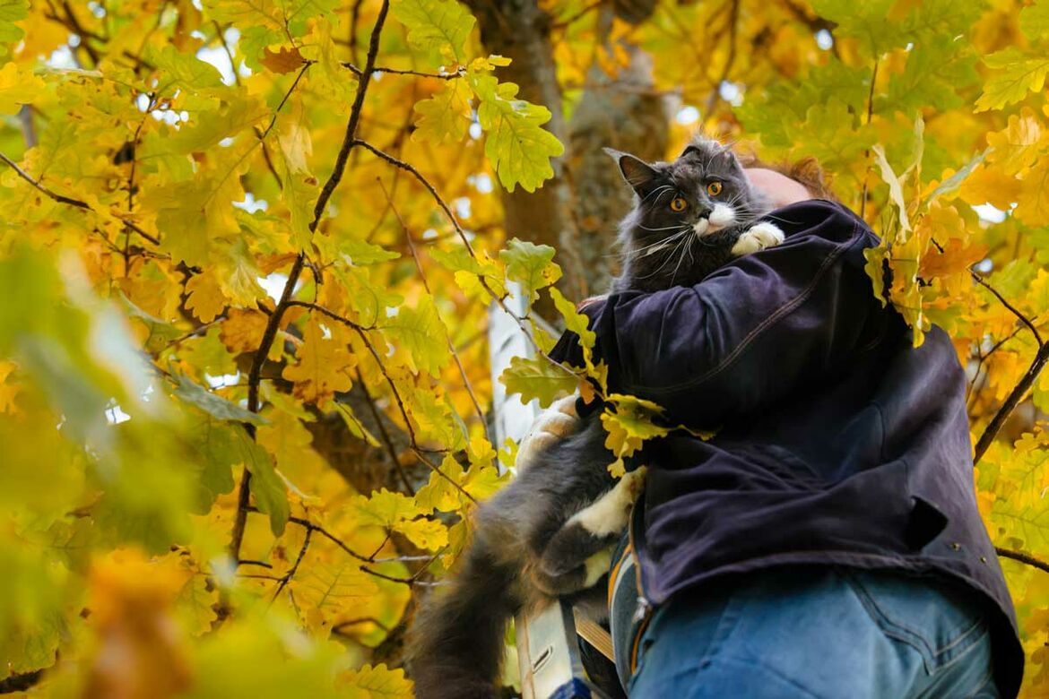 Mann steht auf Leiter und hebt Katze aus Baumkrone.