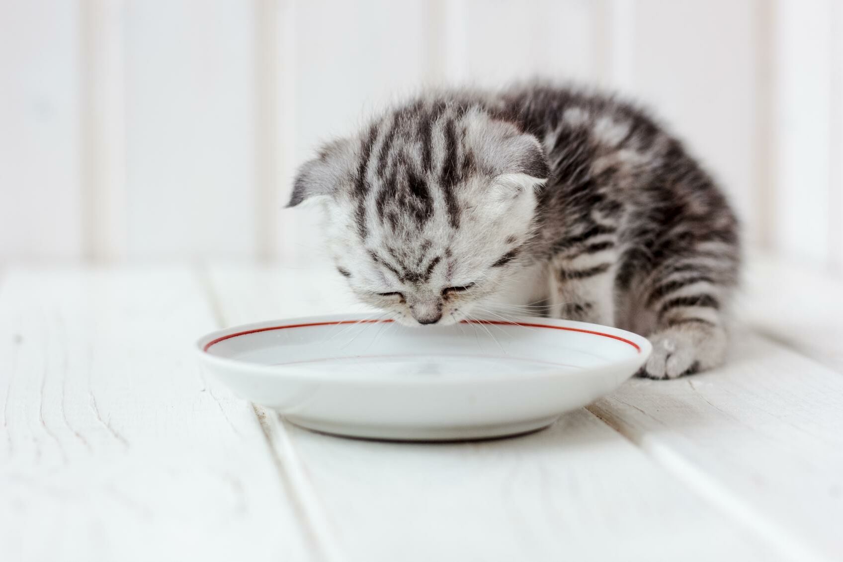 Ein Katzenbaby schaut auf einem Teller vor sich.