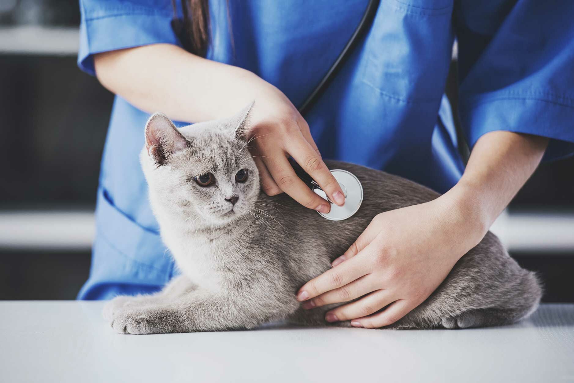 Wann gehört das Blutbild zur Vorsorge Ihrer Katze?