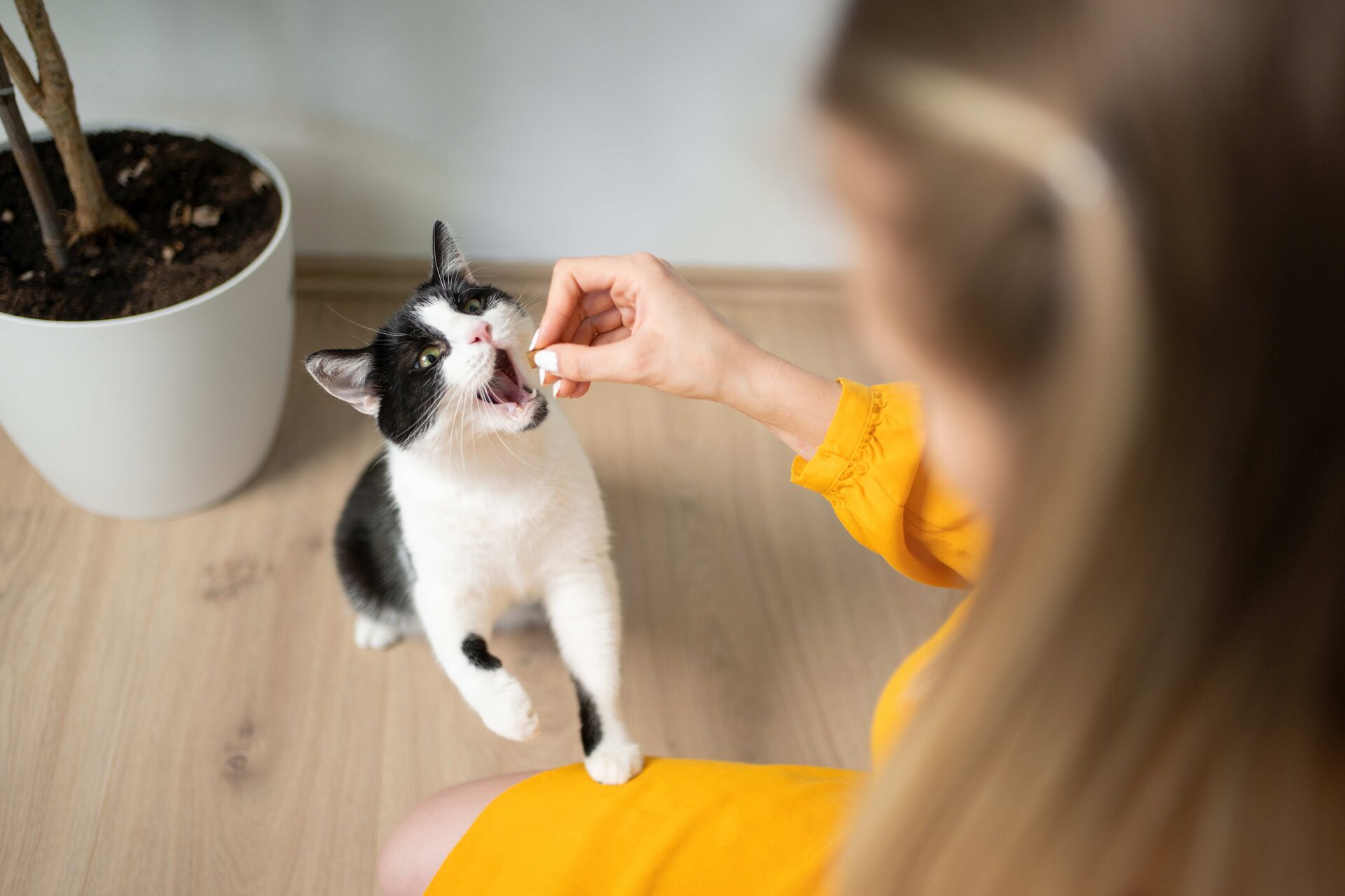 Schwarz-weiße Katze klettert auf den Schoß einer Frau, um ein Leckerli aus ihrer Hand zu essen.