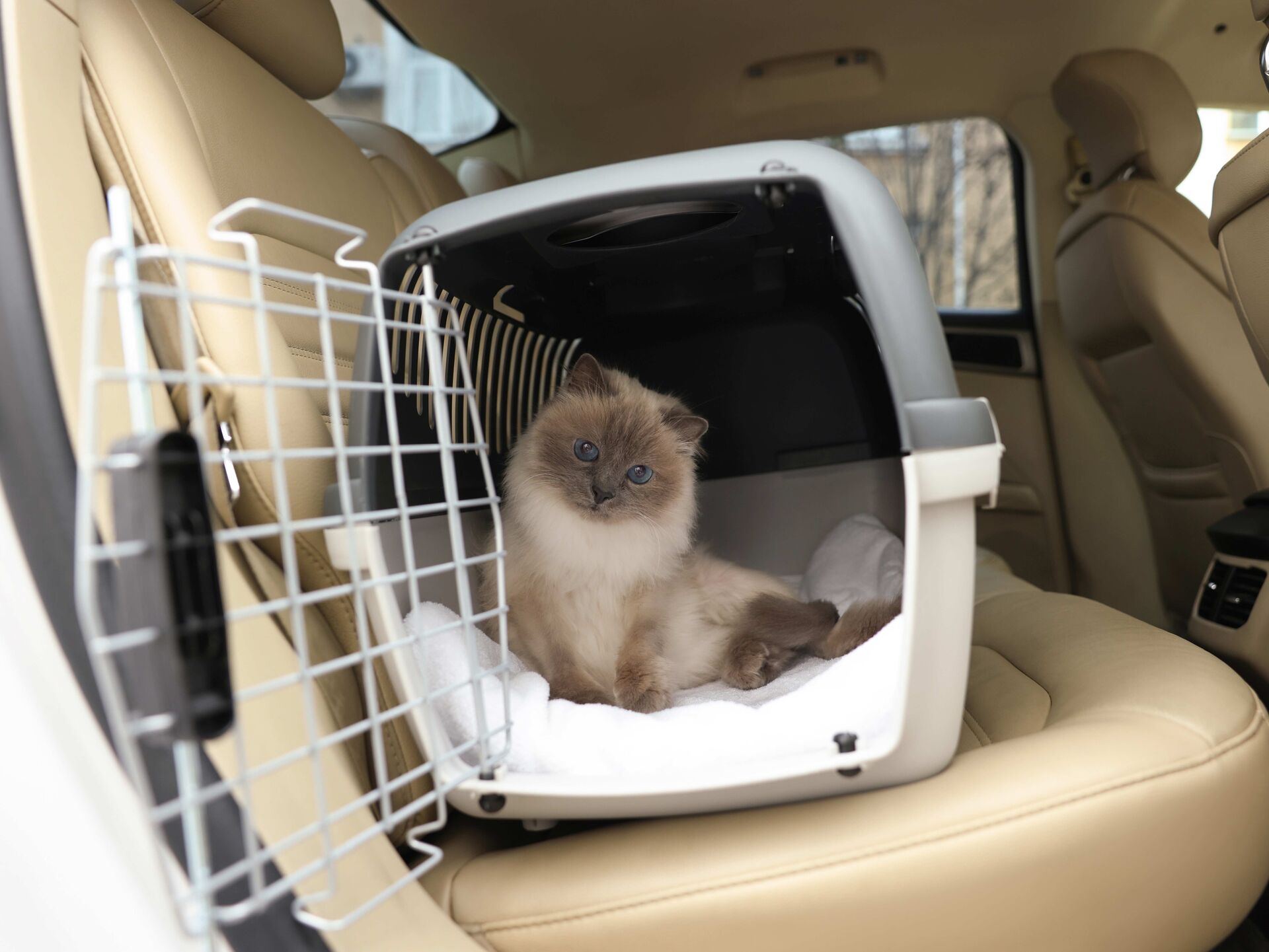 Wie kann ich meine Katze im Auto transportieren?
