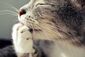 Eine Katze spreizt die Krallen und leckt an einer Vorderpfote.