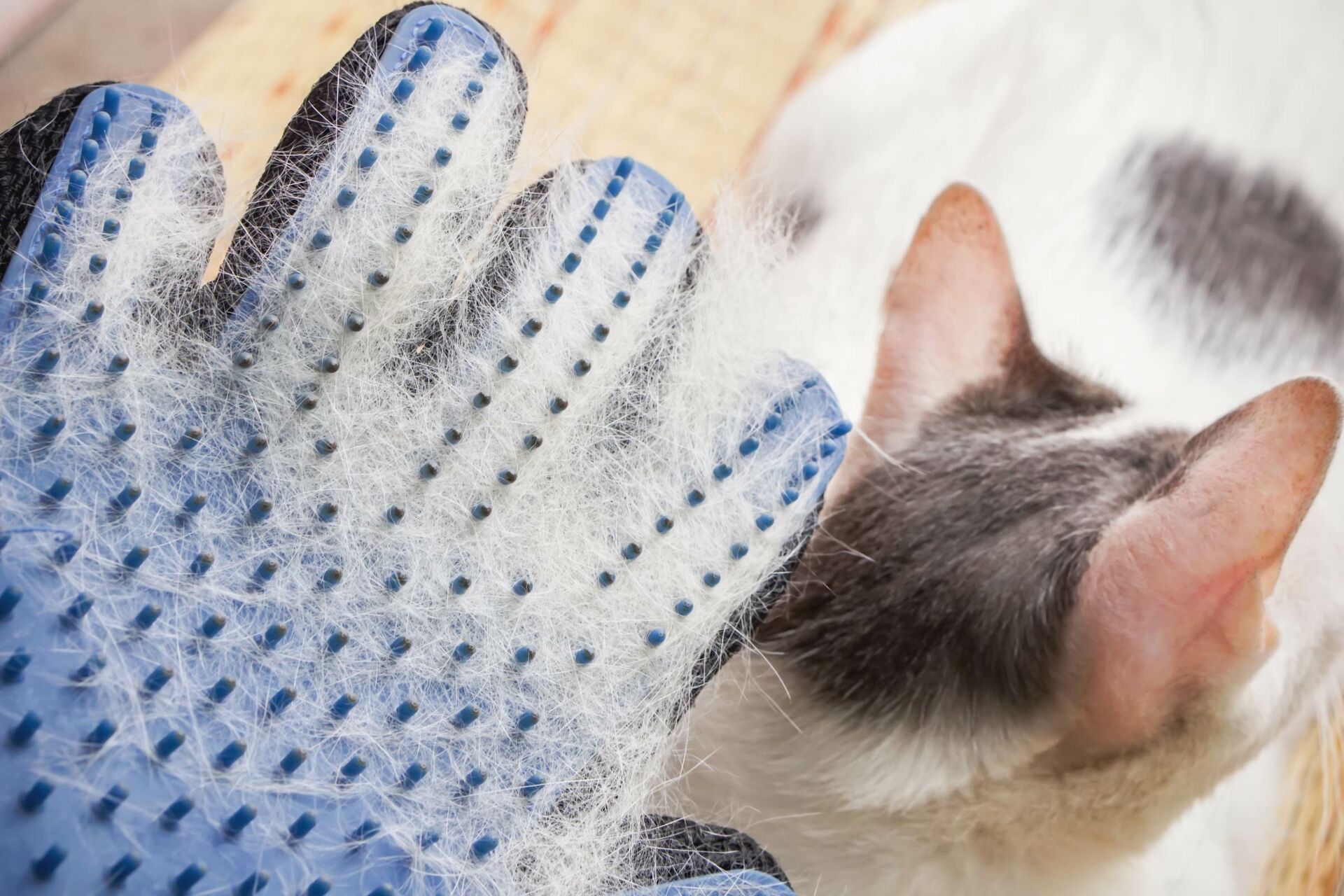 Katze wird mit Fellpflegehandschuh behandelt.