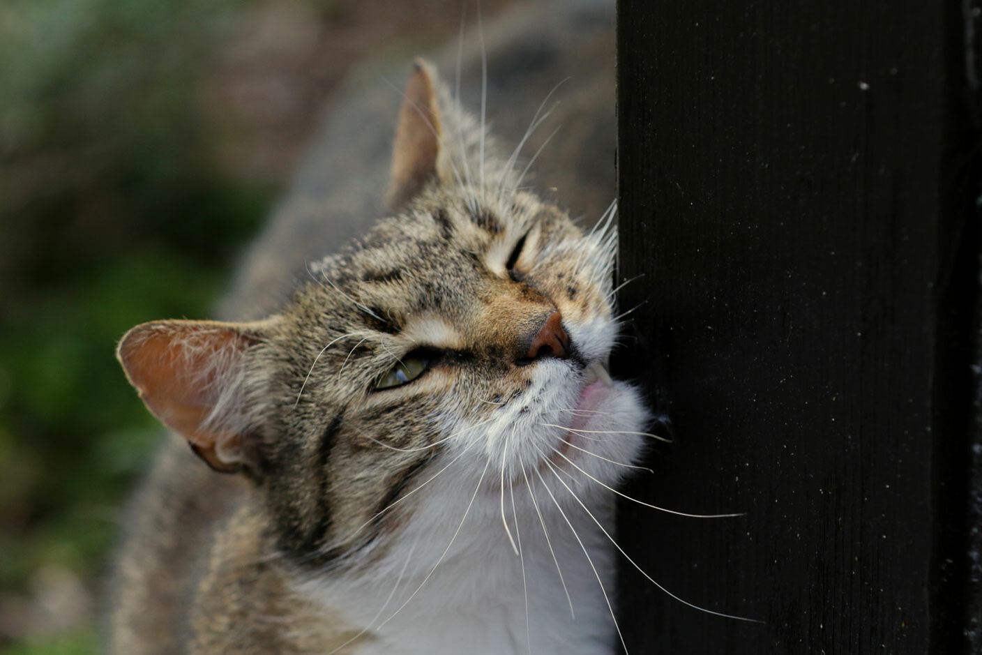 Katze reibt Maul an Holz.