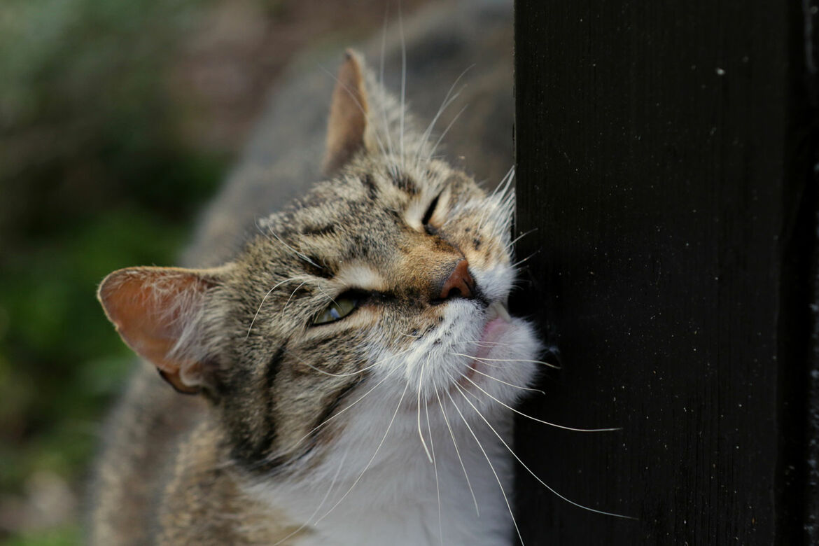 Alles, was Sie über das Revier von Katzen wissen müssen