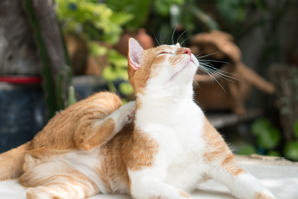 Ihre Katze hat Schuppen? Das sind die Ursachen