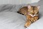 Eine Bengalkatze liegt auf einer Decke. 