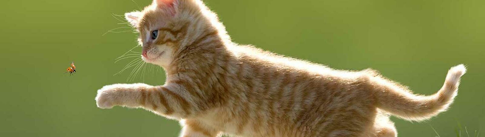 Eine kleine Katze spielt auf einer grünen Wiese und schnappt nach einem Marienkäfer.