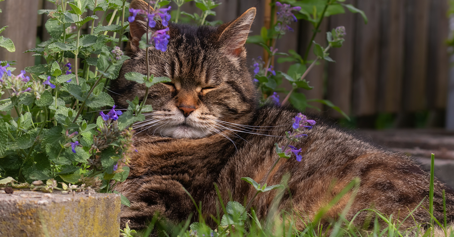 Welche Wirkung hat Katzenminze? Miamor