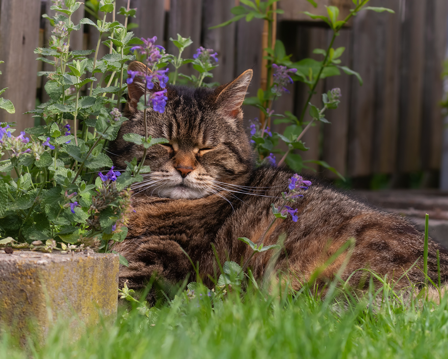 Die Wirkung der Katzenminze