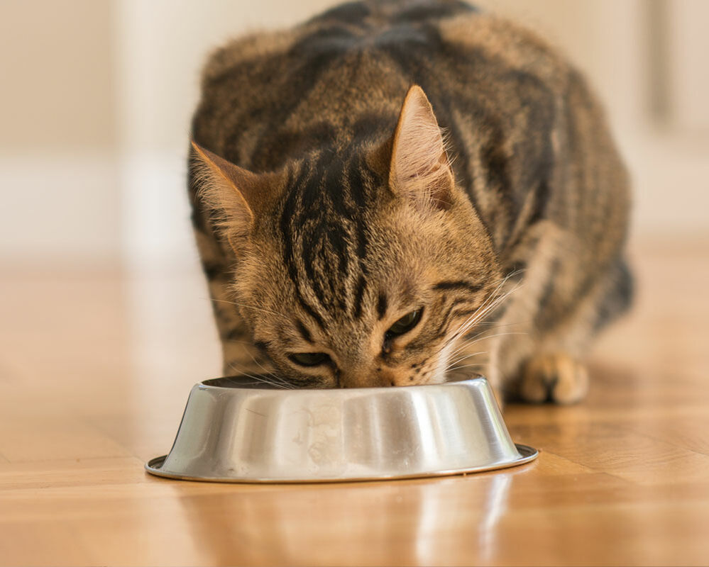 Futterumstellung bei Katzen