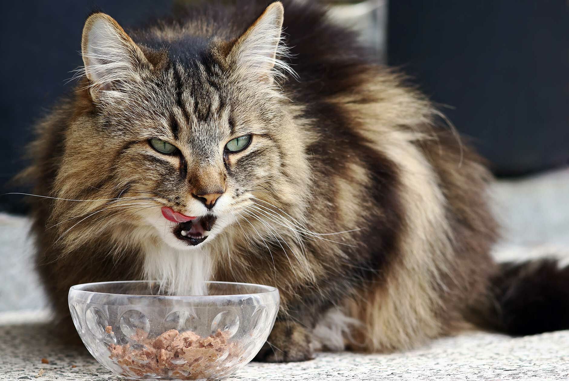 Norwegische Waldkatze frisst aus Napf.