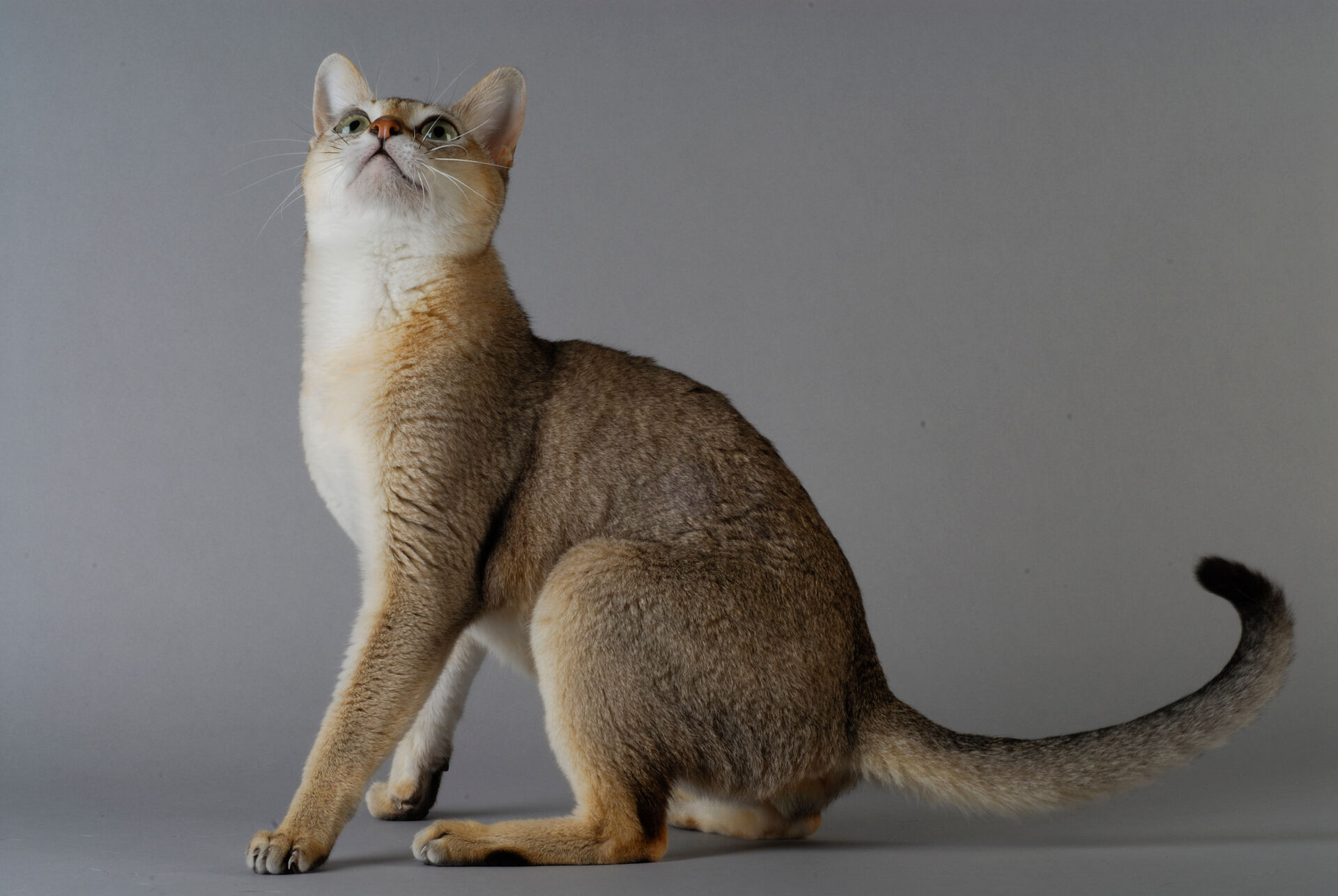 Eine Singapura-Katze, die kleinste Katze der Welt, sitzt und schaut nach oben.