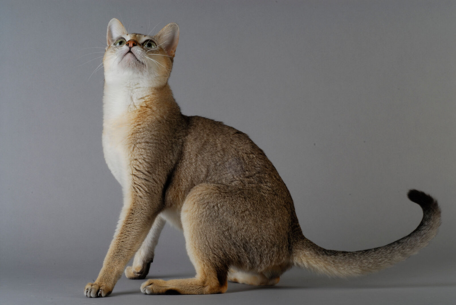 Eine Singapura-Katze, die kleinste Katze der Welt, sitzt und schaut nach oben.