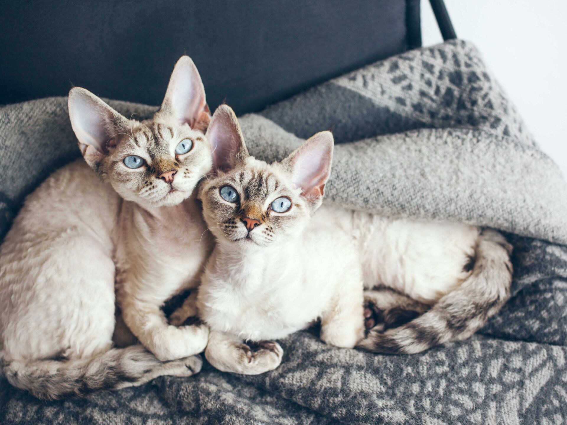 Rasseporträt: Devon Rex