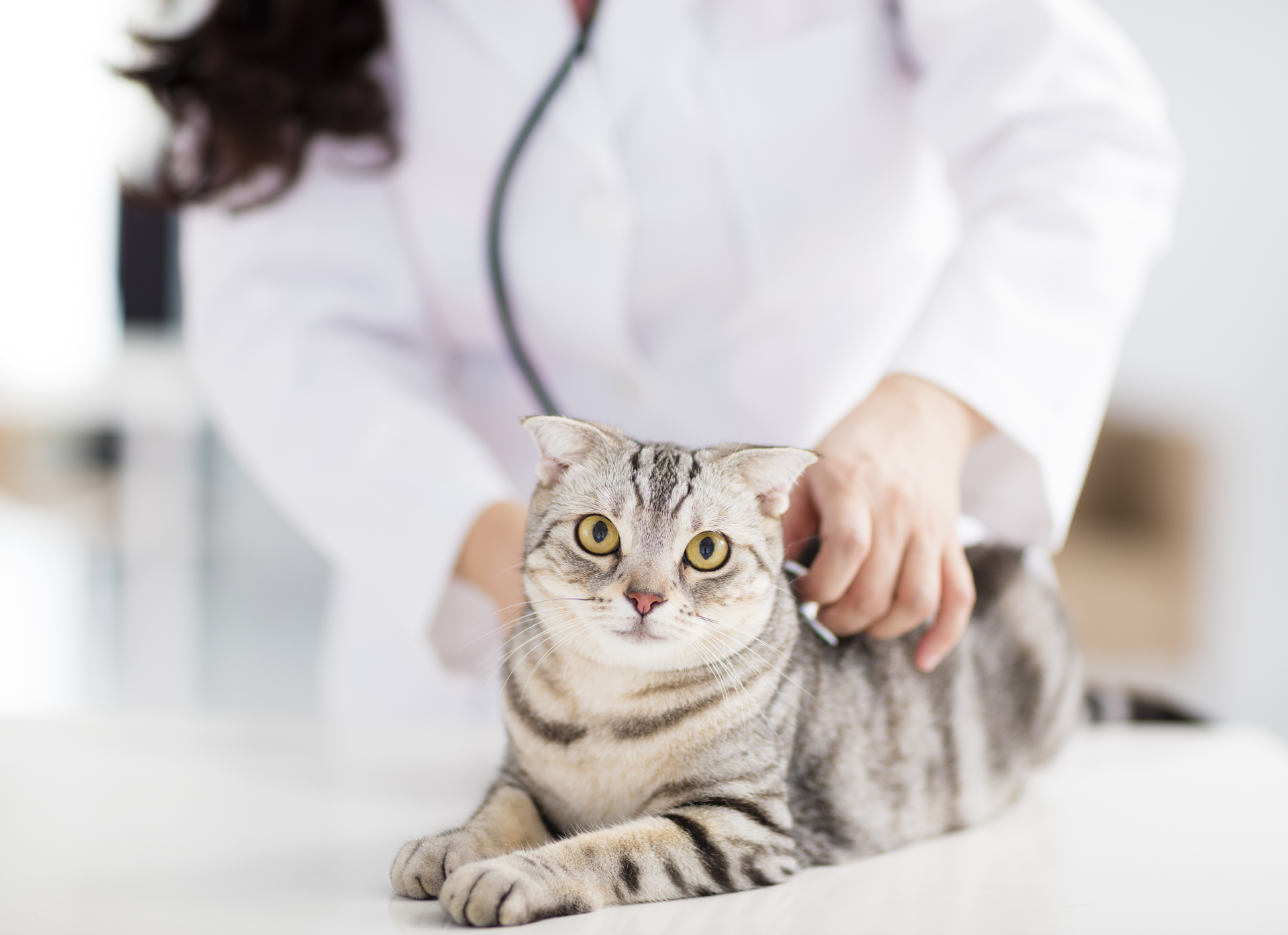 Erkrankungen der Haut bei Katzen