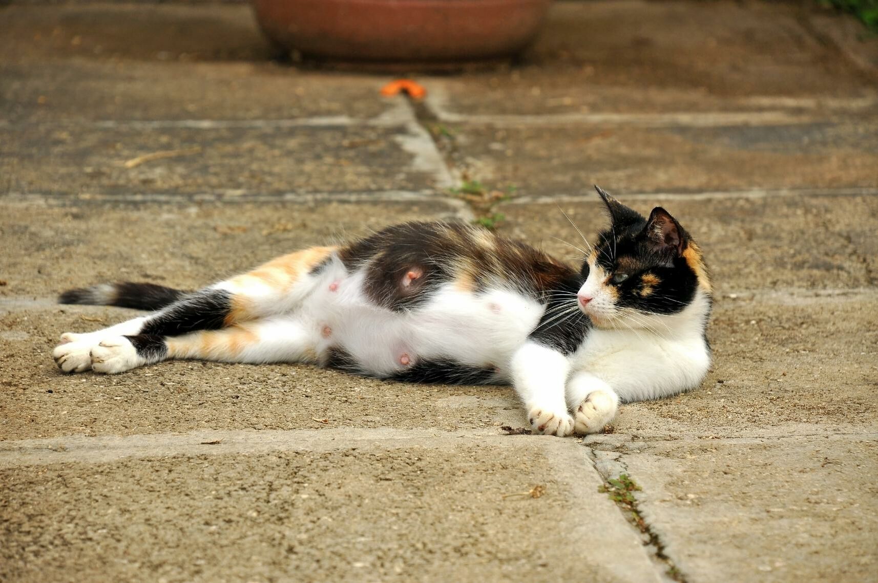 Trächtigkeit bei Katzen