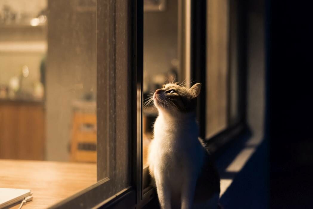 Katze sitzt nachts draußen auf Fensterbank und blickt ins Haus.