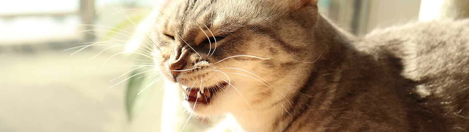 Nahaufnahme einer liegenden Katze, die gerade niest und sich vor einer blühenden Pflanze befindet.