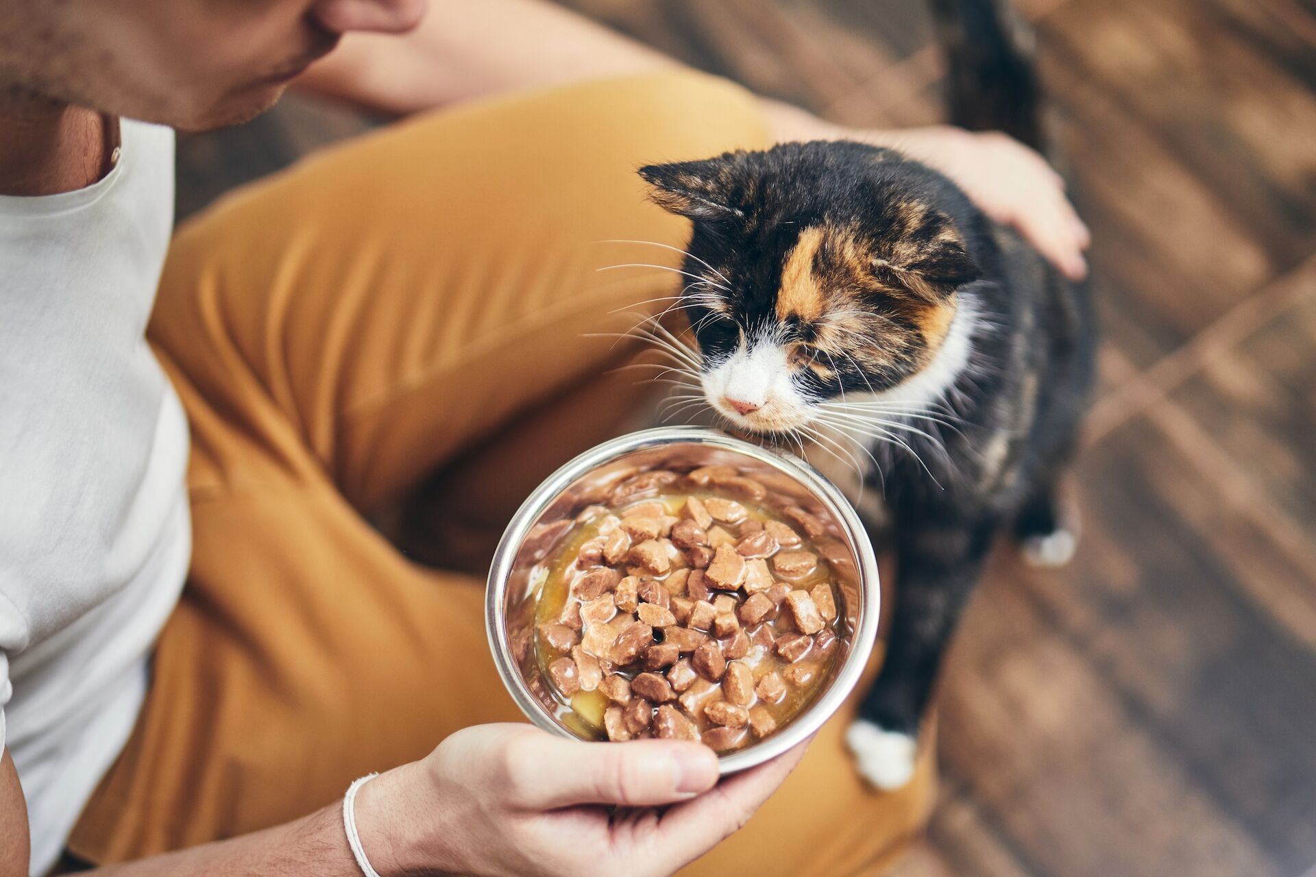 Mann hält Napf mit Katzenfutter in der Hand und füttert damit eine Glückskatze.