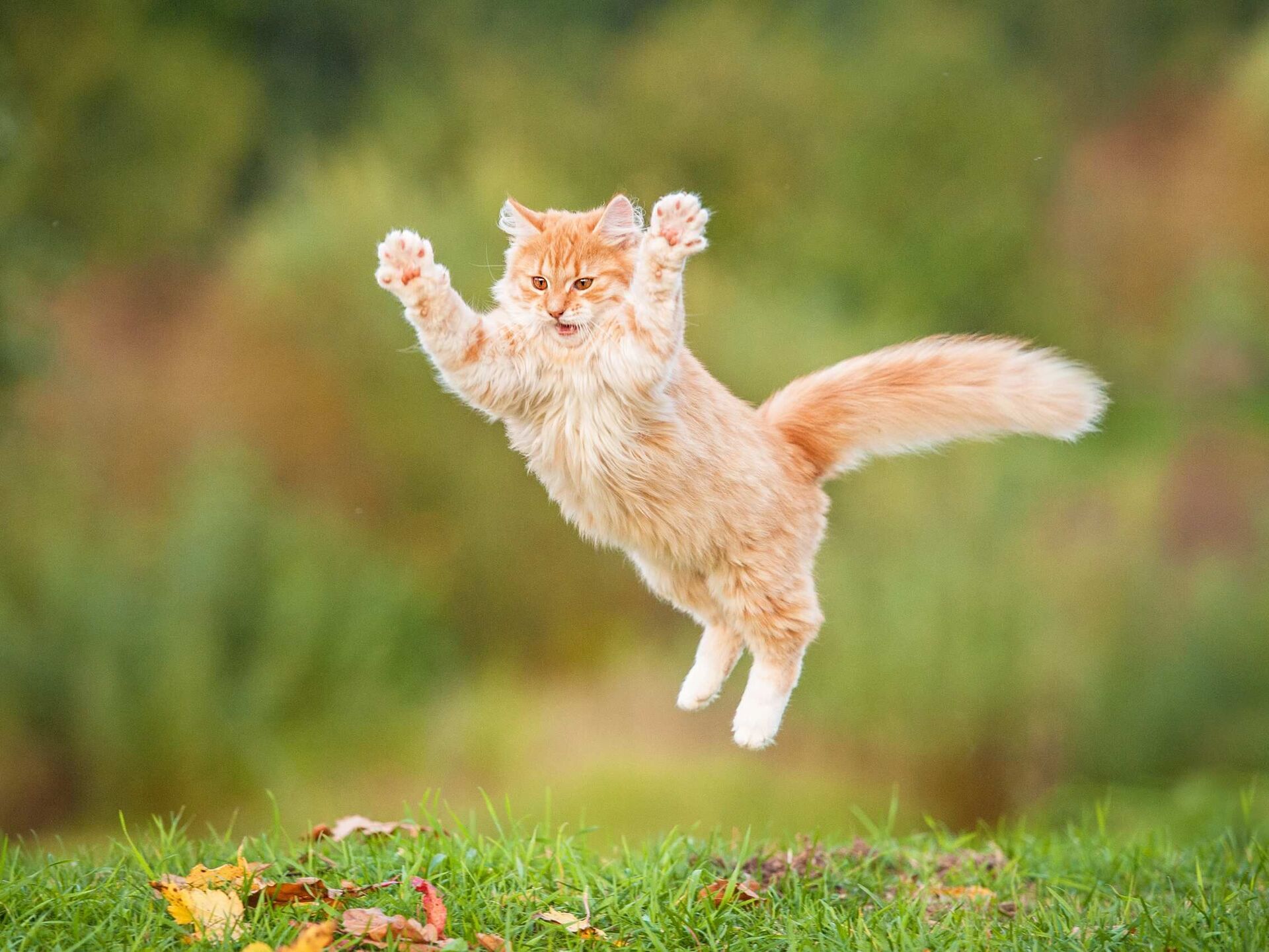 Wie hoch können Katzen springen?